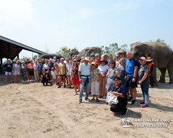 Заповедник слонов Elephant Jungle Sanctuary Pattaya - фото 616