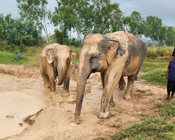 Заповедник слонов Elephant Jungle Sanctuary Pattaya - фото 52