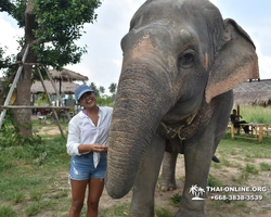 Заповедник слонов Elephant Jungle Sanctuary Pattaya - фото 237