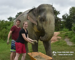 Заповедник слонов Elephant Jungle Sanctuary Pattaya - фото 907