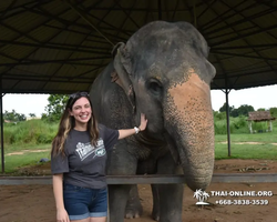 Заповедник слонов Elephant Jungle Sanctuary Pattaya - фото 1043