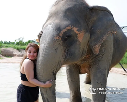 Заповедник слонов Elephant Jungle Sanctuary Pattaya - фото 1087