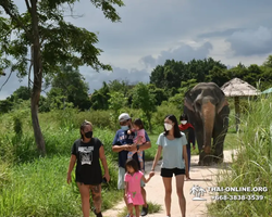 Заповедник слонов Elephant Jungle Sanctuary Pattaya - фото 225