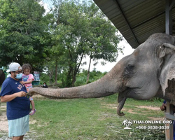 Заповедник слонов Elephant Jungle Sanctuary Pattaya - фото 113