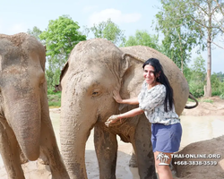 Заповедник слонов Elephant Jungle Sanctuary Pattaya - фото 245