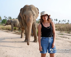 Заповедник слонов Elephant Jungle Sanctuary Pattaya - фото 771