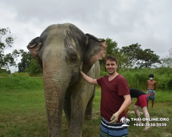 Заповедник слонов Elephant Jungle Sanctuary Pattaya - фото 1004