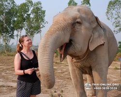 Заповедник слонов Elephant Jungle Sanctuary Pattaya - фото 358