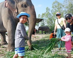 Заповедник слонов Elephant Jungle Sanctuary Pattaya - фото 138