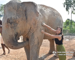 Заповедник слонов Elephant Jungle Sanctuary Pattaya - фото 317