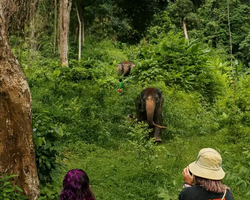 Заповедник слонов Elephant Jungle Sanctuary Pattaya - фото 8