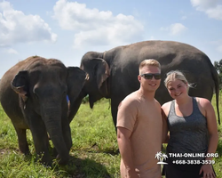 Заповедник слонов Elephant Jungle Sanctuary Pattaya - фото 1057