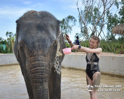 Заповедник слонов Elephant Jungle Sanctuary Pattaya - фото 487