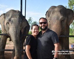 Заповедник слонов Elephant Jungle Sanctuary Pattaya - фото 984