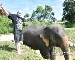 Заповедник слонов Elephant Jungle Sanctuary Pattaya - фото 173