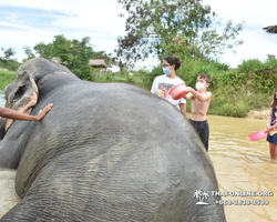 Заповедник слонов Elephant Jungle Sanctuary Pattaya - фото 379