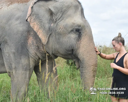 Заповедник слонов Elephant Jungle Sanctuary Pattaya - фото 332