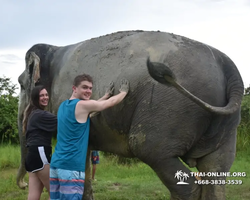Заповедник слонов Elephant Jungle Sanctuary Pattaya - фото 1061