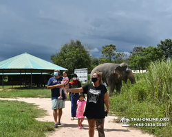 Заповедник слонов Elephant Jungle Sanctuary Pattaya - фото 589