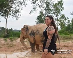 Заповедник слонов Elephant Jungle Sanctuary Pattaya - фото 345