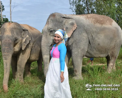 Заповедник слонов Elephant Jungle Sanctuary Pattaya - фото 107