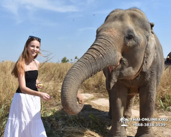 Заповедник слонов Elephant Jungle Sanctuary Pattaya - фото 521