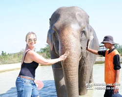 Заповедник слонов Elephant Jungle Sanctuary Pattaya - фото 835