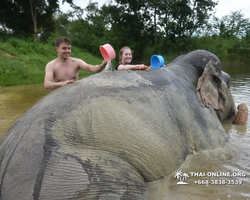 Заповедник слонов Elephant Jungle Sanctuary Pattaya - фото 469