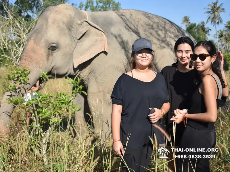 Заповедник слонов Elephant Jungle Sanctuary Pattaya - фото 216