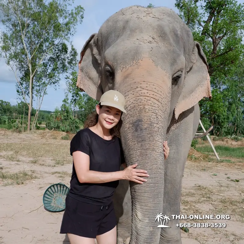 Заповедник слонов Elephant Jungle Sanctuary тур в Паттайе по цене выгоднее Klook Travel и Seven Countries - фото 6