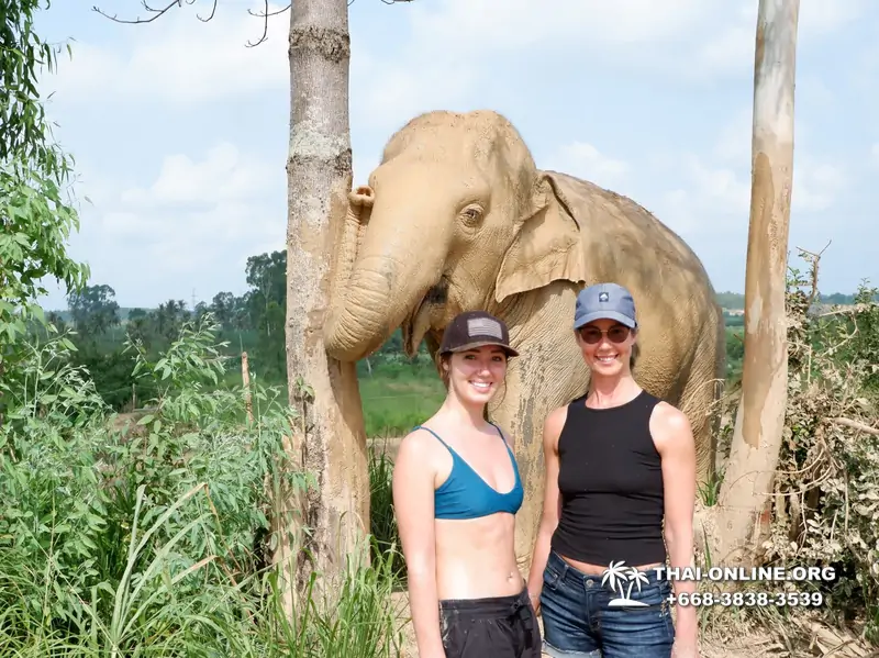 Заповедник слонов Elephant Jungle Sanctuary тур в Паттайе по цене выгоднее Klook Travel и Seven Countries - фото 30