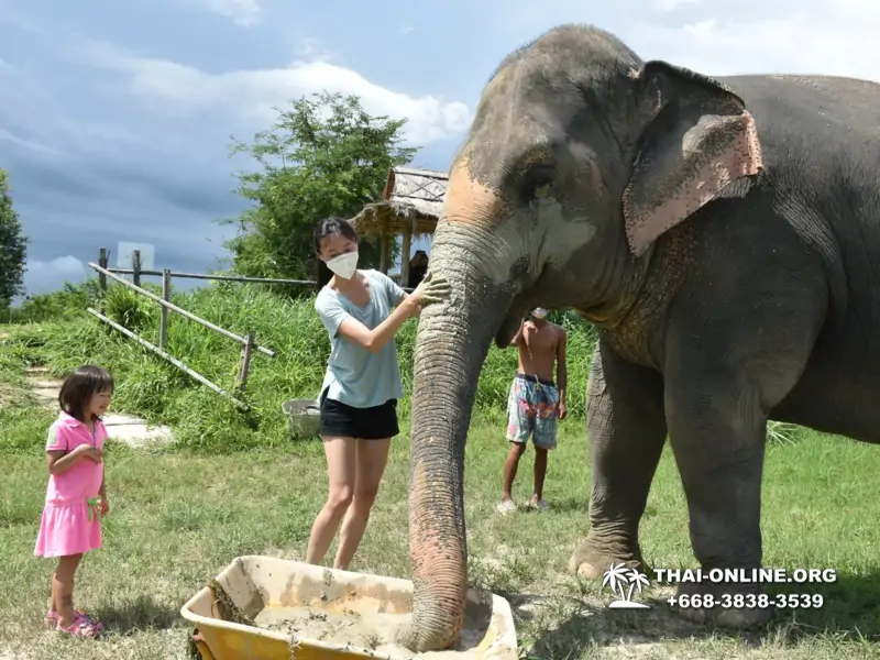 Заповедник слонов Elephant Jungle Sanctuary Pattaya - фото 382