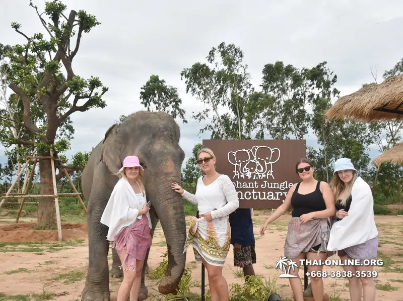 Заповедник слонов Elephant Jungle Sanctuary Pattaya - фото 194