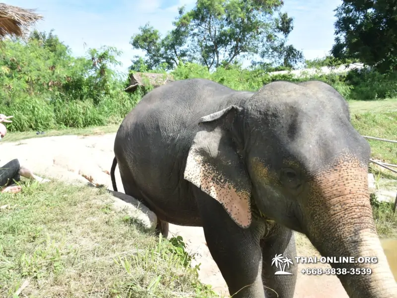 Заповедник слонов Elephant Jungle Sanctuary Pattaya - фото 104