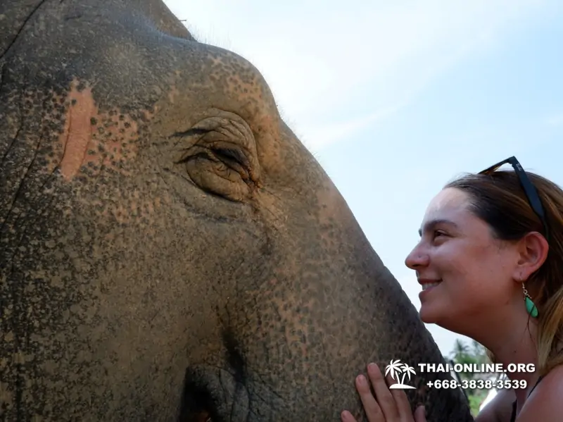 Заповедник слонов Elephant Jungle Sanctuary Pattaya - фото 1049
