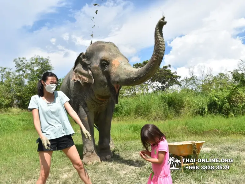 Заповедник слонов Elephant Jungle Sanctuary Pattaya - фото 399