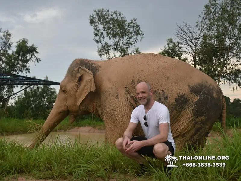 Заповедник слонов Elephant Jungle Sanctuary Pattaya - фото 409