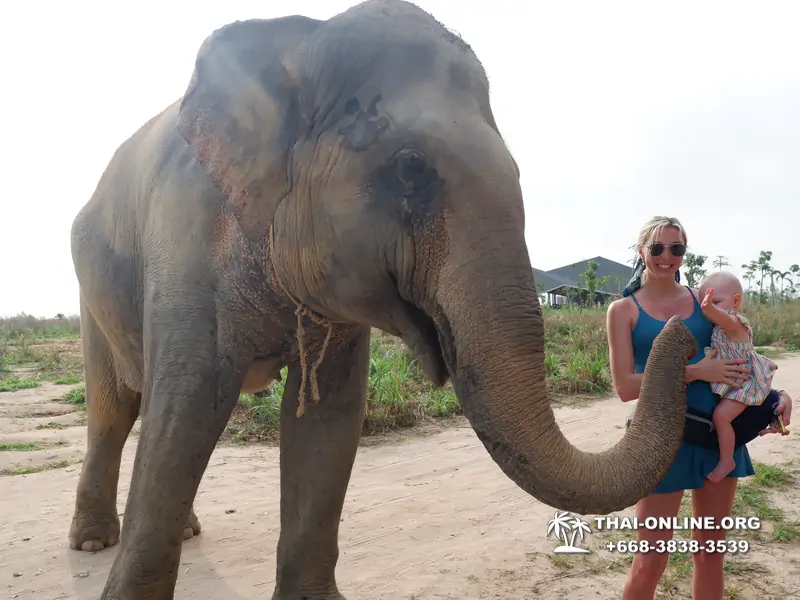 Заповедник слонов Elephant Jungle Sanctuary Pattaya - фото 982