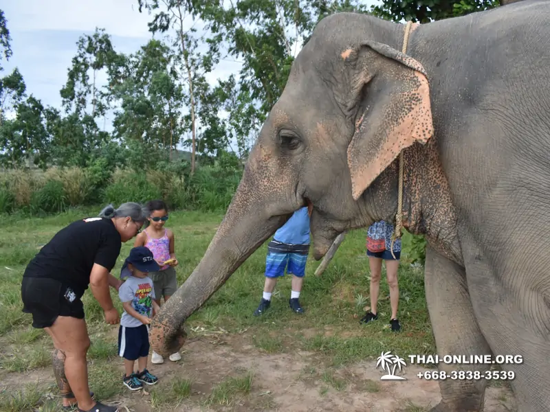 Заповедник слонов Elephant Jungle Sanctuary Pattaya - фото 197