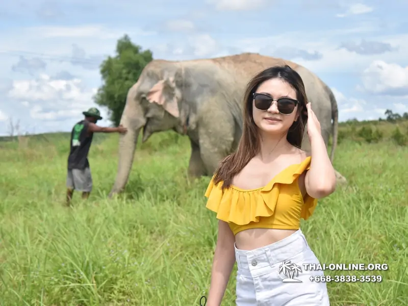 Заповедник слонов Elephant Jungle Sanctuary Pattaya - фото 1065