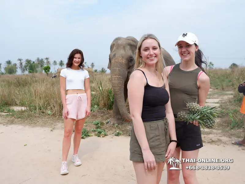 Заповедник слонов Elephant Jungle Sanctuary Pattaya - фото 1075