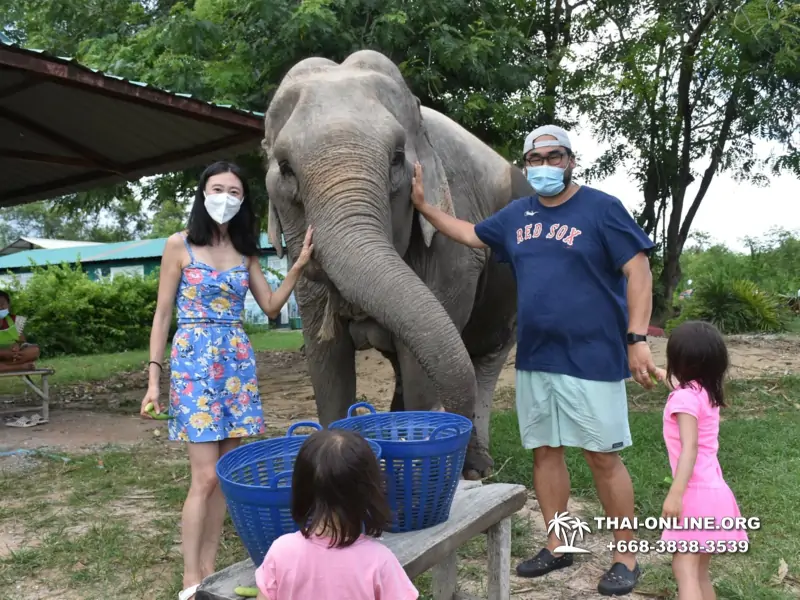 Заповедник слонов Elephant Jungle Sanctuary Pattaya - фото 177