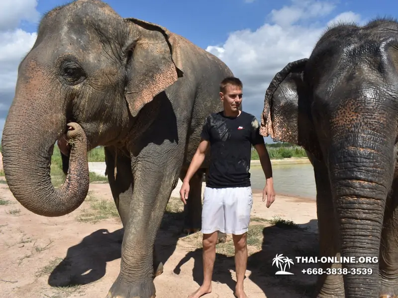 Заповедник слонов Elephant Jungle Sanctuary Pattaya - фото 294