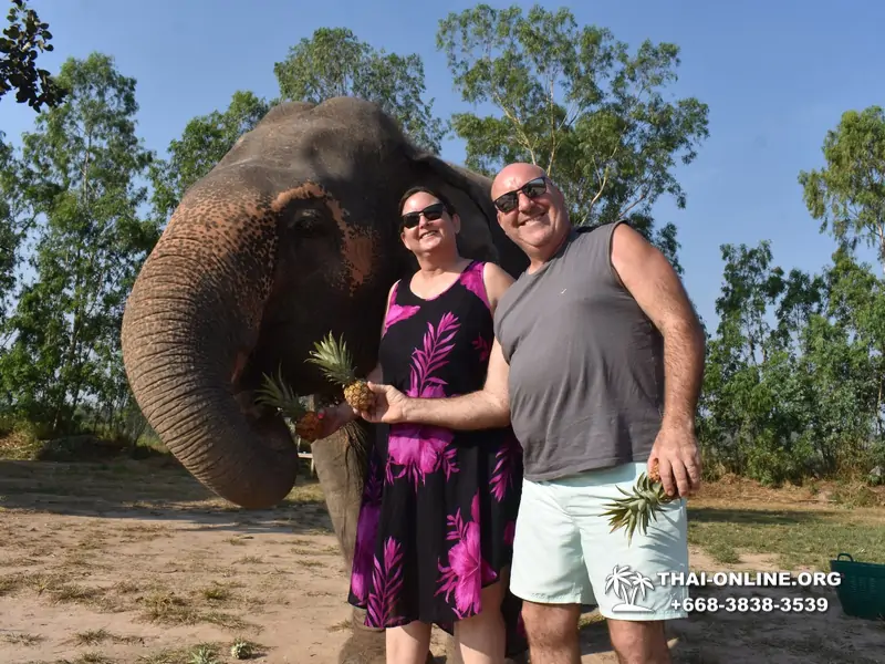 Заповедник слонов Elephant Jungle Sanctuary Pattaya - фото 217