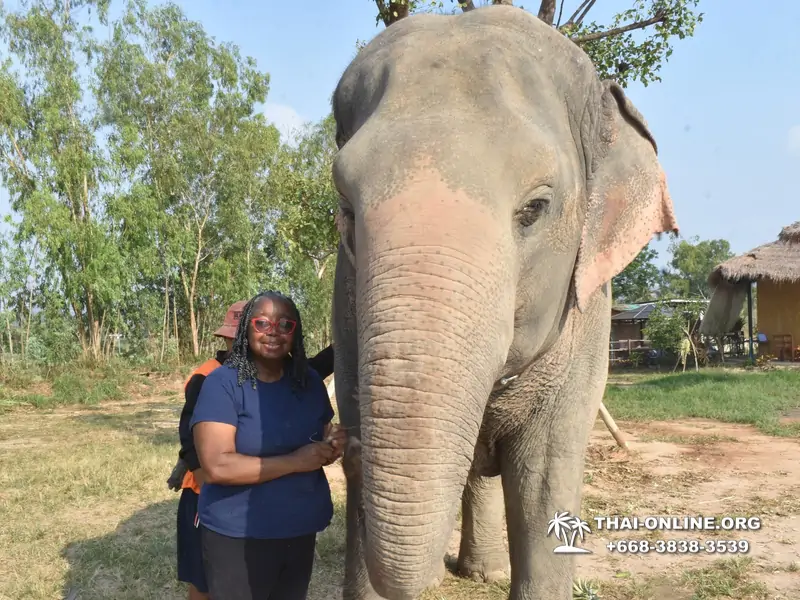 Заповедник слонов Elephant Jungle Sanctuary тур в Паттайе по цене выгоднее Klook Travel и Seven Countries - фото 12