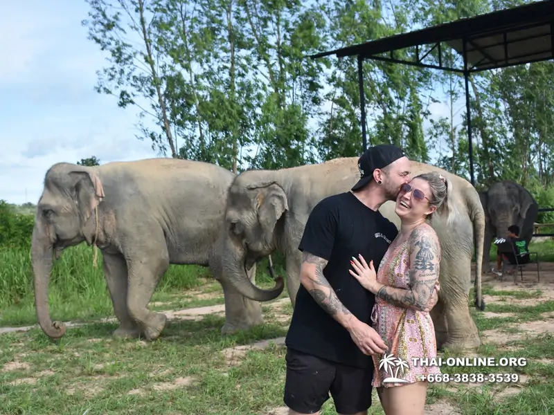 Заповедник слонов Elephant Jungle Sanctuary Pattaya - фото 124