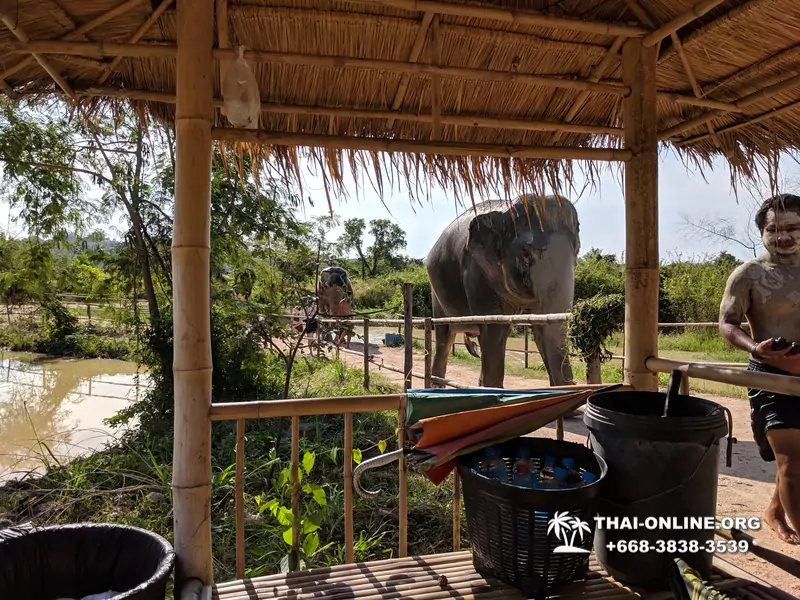 Заповедник слонов Elephant Jungle Sanctuary Pattaya - фото 20
