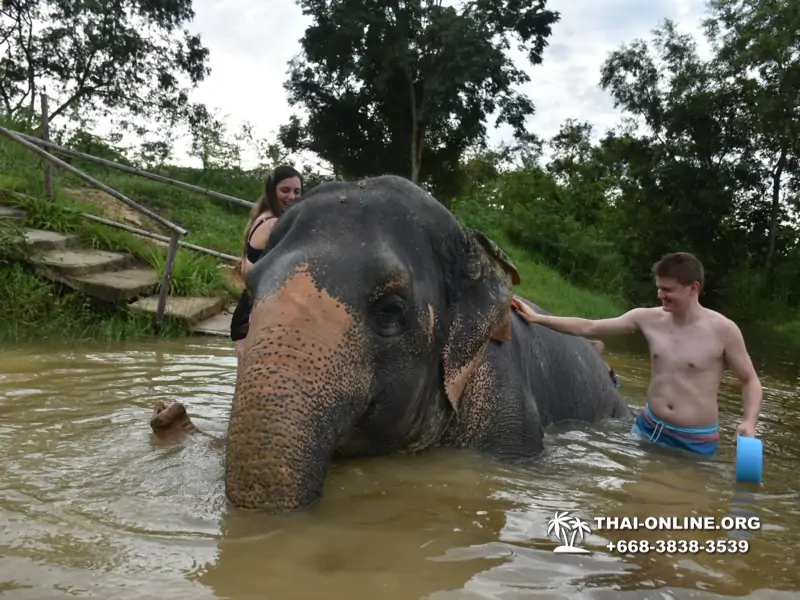 Заповедник слонов Elephant Jungle Sanctuary Pattaya - фото 291