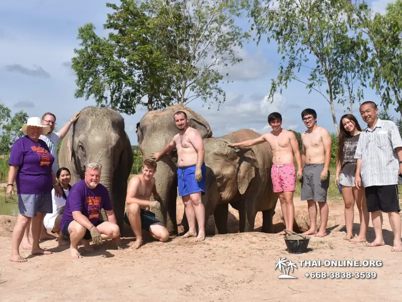 Заповедник слонов Elephant Jungle Sanctuary Pattaya - фото 123