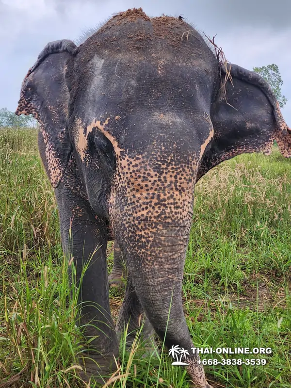 Заповедник слонов Elephant Jungle Sanctuary Pattaya - фото 4